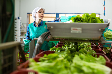 Focused young female employee working on vegetable sorting line in agricultural produce processing...