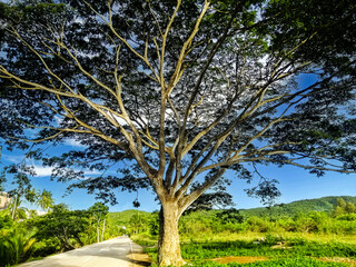 Obraz premium A tree by the roads of Carmelo