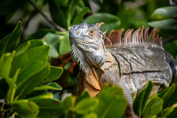 An iguana rests in a mangrove on Sanibel Island, Florida.