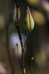 bud of a poppy