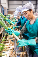 Asian woman sorting leeks and checking quality on conveyor belt at vegetable factory