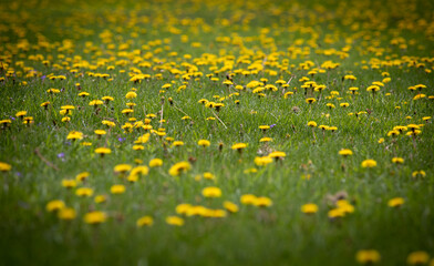Dandelion lawn