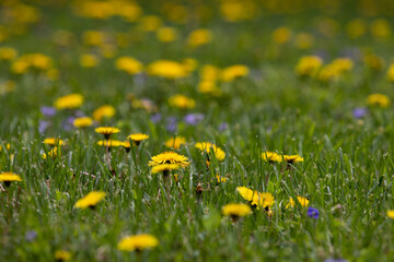 Dandelions and purple wildflowers