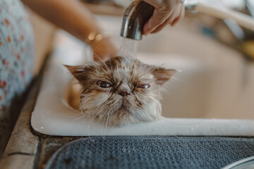 a kitten being bathed