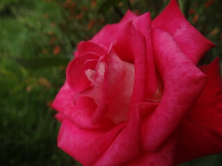 beautiful scene of a red rose on a green grass background