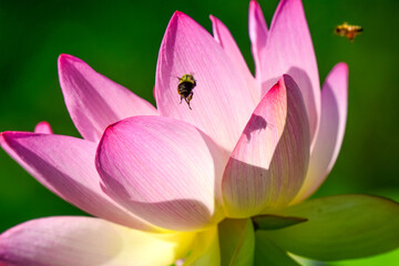 A bee approaches a lotus blossom at Kenilworth Aquatic Gardens in Washington, DC.