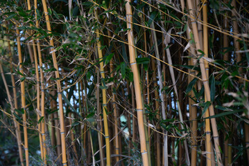 Beautiful bamboo plants with lush green leaves growing outdoors