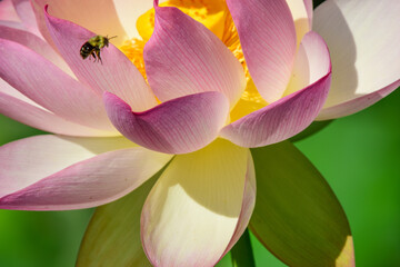 Fototapeta na wymiar A bee approaches a lotus blossom at Kenilworth Aquatic Gardens in Washington, DC.