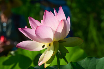 A bee approaches a lotus blossom at Kenilworth Aquatic Gardens in Washington, DC.