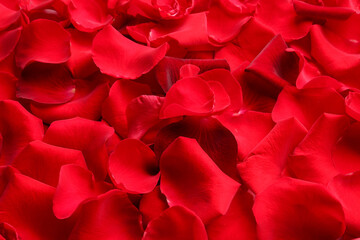 Many red rose petals as background, closeup