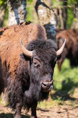 One young buffalo or bison with horns, grazing on pasture. Free range raised happy animals. 