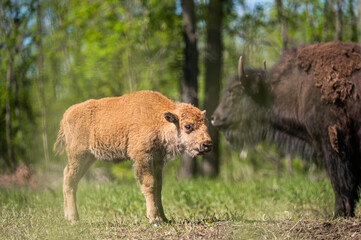 Fototapeta premium Young buffalo or bison calf grazing on pasture. Free range raised happy animals. 