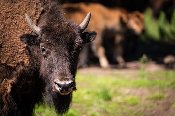 One young buffalo or bison with horns, grazing on pasture. Free range raised happy animals.  © DebraAnderson
