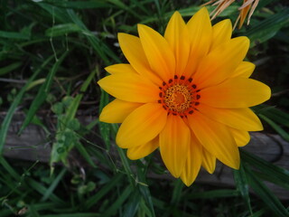 beautiful yellow flower emerging from the green grass