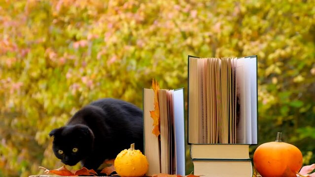 Halloween books.Autumn reading.Stack of books,pumpkins and and black kitten in the wind on the autumn garden background.Slow motion.Cozy autumn mood. High quality 4k footage