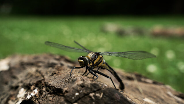 Golden Ringed Dragonfly