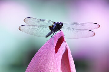 蓮の花に止まったトンボ