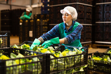 Young female employee in sorting factory for agricultural products working in warehouse of...