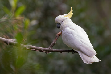 Sulphur-crested cockatoo (Cacatua galerita)