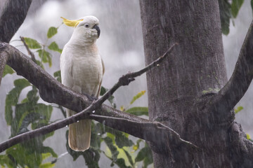 Sulphur-crested cockatoo in the rain, Sydney, Australia