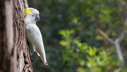 Sulphur-crested cockatoo (Cacatua galerita) in the forest, NSW, Australia