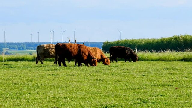Scottish cows on windmills background.Highland breed. Farming and cow breeding.herd of red cows .Furry highland cows graze on the green meadow.Scottish cows in the pasture in the sunshine