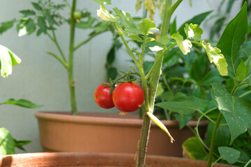 Two tomatoes on the branch. Green life in the garden. Growing organic vegetables in the garden.