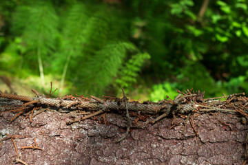 wild forest bright seasonal background with pine tree and green plants