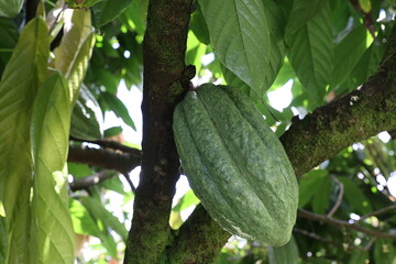 green cacao pods