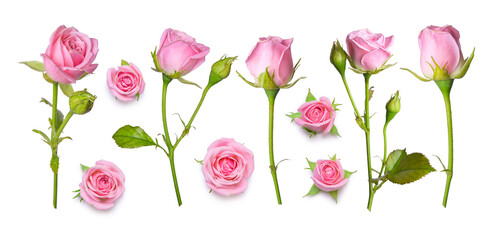 Set os pink roses isolated on a white background. Flat lay design, view from above