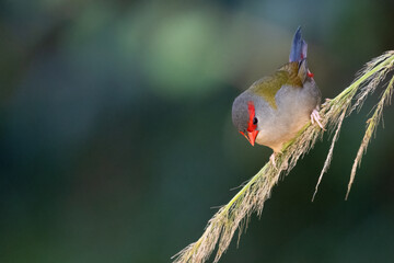 Red browed finch, or red browed firetail (Neochmia temporalis), Sydney, Australia