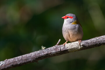 Red browed finch, or red browed firetail (Neochmia temporalis), Sydney, Australia