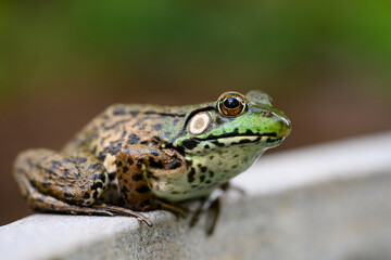Close-up of an American bullfrog