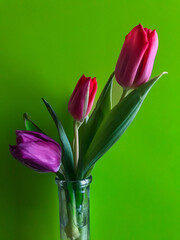 Vibrant  tulips
