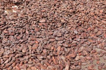 dry cocoa beans
