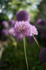 spring flowers