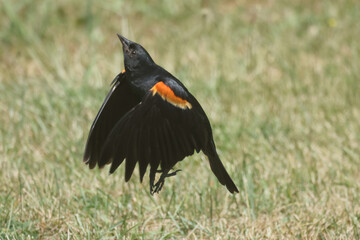 Red Winged Blackbird fighting for food at bird feeder on summer evening