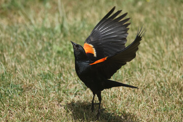 Male Red Winged blackbird fighting for food at feeder in summer evening