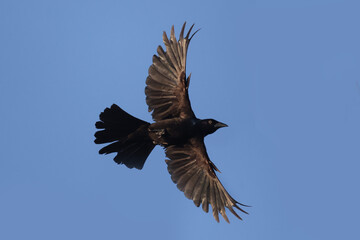 Grackle flying off tree in beautiful summer sun