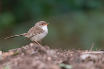 Superb fairywren (Malurus cyaneus)