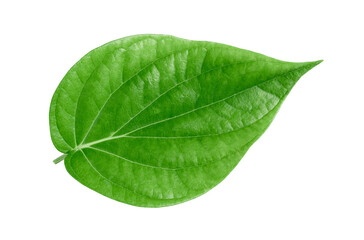 Naklejka na ściany i meble Green betel leaves isolated on white background,clipping path