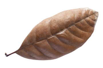 Dry leaves isolated on white background. Tropical dry leaves clipping path.