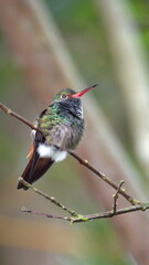 Fototapeta na wymiar Rufous-tailed hummingbird (Amazilia Tzatcl) perched on a twig in Mindo, Ecuador