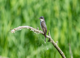 An Eastern Kingbird perched on a dead tree branch during summer. 