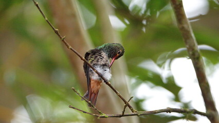 Rufous-tailed hummingbird (Amazilia Tzatcl) perched on a twig, preening, in Mindo, Ecuador