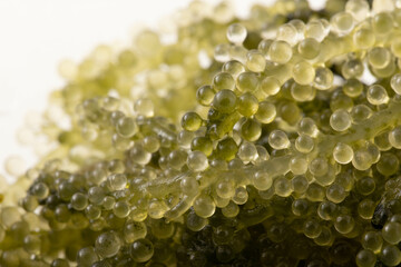 《沖縄県産》うみぶどう