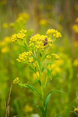 bee on yellow flower