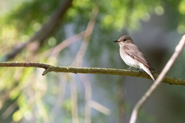 Spotted flycatcher (Muscicapa striata), cute forest bird portrait