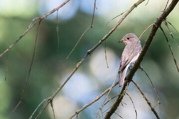 Spotted flycatcher (Muscicapa striata), Lake District, UK