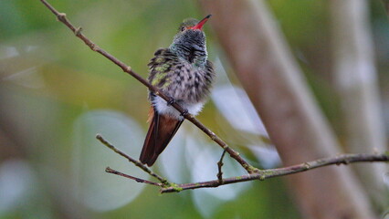 Rufous-tailed hummingbird (Amazilia Tzatcl) perched on a twig in Mindo, Ecuador